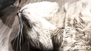Chin cat