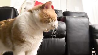 Stretchies