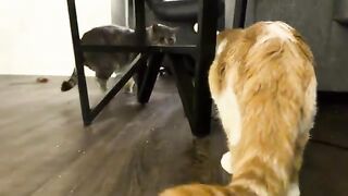 Distraction distraction
