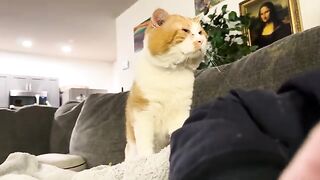 Chill buddy