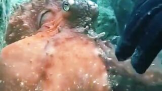 Amazing underwater Spearfishing giant big octopus