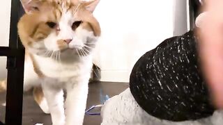 Not how you play with it