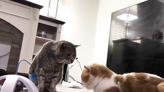 Hyah cat