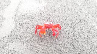 Bright Red Crab by the Ocean