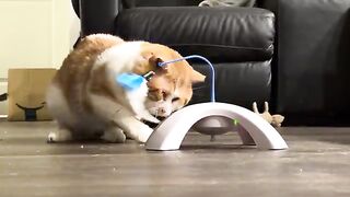 Toys cat