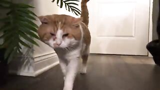 Exhausting the Adam