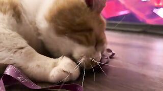 That Cat Video
