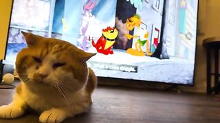 Cat TV