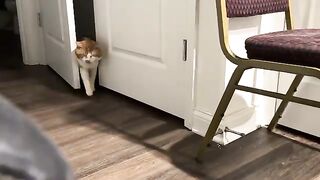 The sentient sock ball