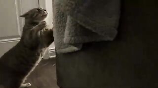 Sassin