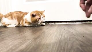 Gimme dis belly