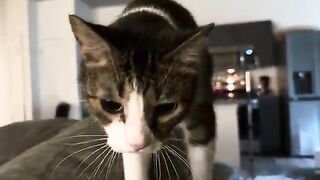 Cats walk