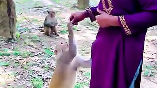 কমিটি ফানি ভিডিও