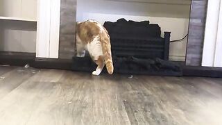 Eheh cat