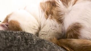 His little grunts as he rests after fighting