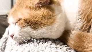 Cat Purr ASMR interrupted