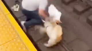 He risked himself to save the dog… what a brave man
