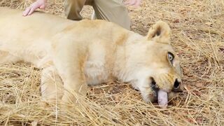 Saved 1_000 Animals From Dying