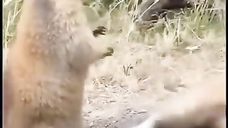 Berang berang & kucing