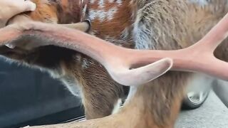 RUSA PENURUT DAN LUCU