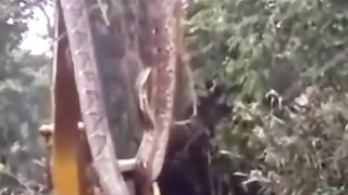 Anaconda