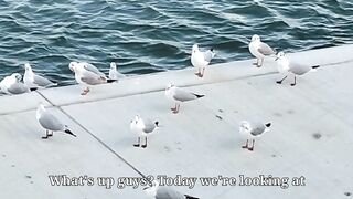 Parrot Types & Care ???? | Cute & Smart Birds ????