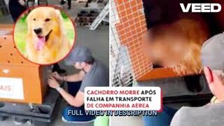 Cachorro orelha fotos portal zacarias
