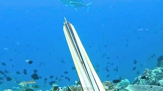 Hunting spearfhising underwater find giant blue GT