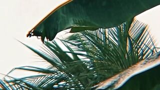 When the Rain Touches the Leaves