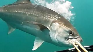Hunting spearfhising big Fish GT underwater