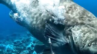 Big Fish underwater cathing and cook