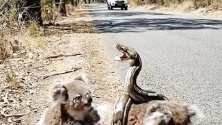 Snake Coils Around a Koala on a Forest Road