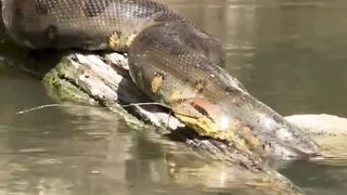 Giant Python Coiled Around a Fallen Tree by the Riverbank