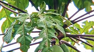 Papaya Waiting for the Rain to Stop