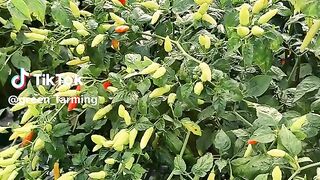 Chilli