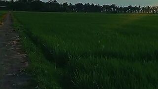 Menyusuri Sunyi di Antara Hamparan Hijau