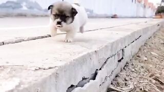 Puppy ???? Alert ????