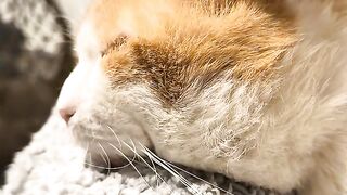 Cat Purr ASMR