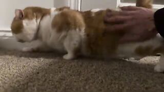 Happy room cat