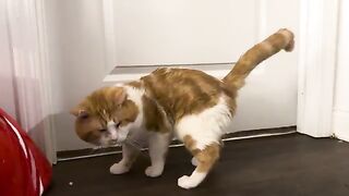 Playing with Adam