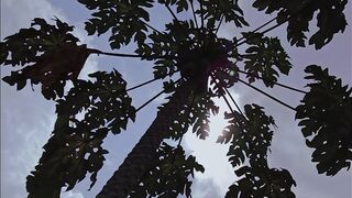 Cinematic Cahaya Matahari Menyelinap di Antara Daun Pepaya