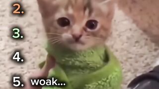 5 top funny cat videos