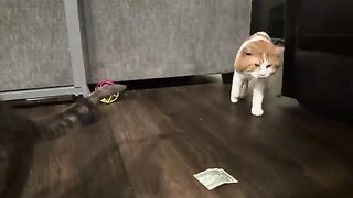 Him cat