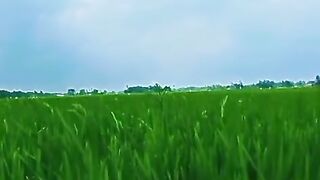 Sawah