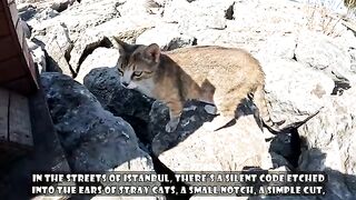 How can a spayed female cat still give birth?