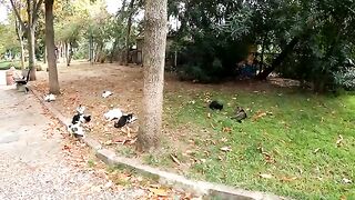 The man who can never sleep peacefully while street cats are hungry.