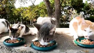 I test the freshness of the fish on street cats.