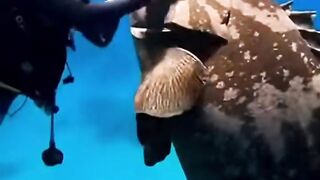 Underwater big Fish giant blue grouper