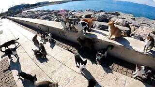When it comes to raw fish, street cats go absolutely crazy and start acting wildly.