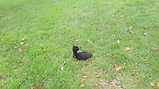 A man who encounters, every single day, as many cats as most people would meet in an entire lifetime